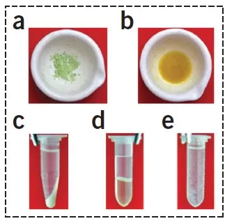 Figure 2. Comparison of the TCA (Trichloroacetic Acid)-acetone precipitation method and phenol extraction method for the same sample.